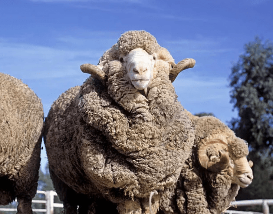 Merino vlna